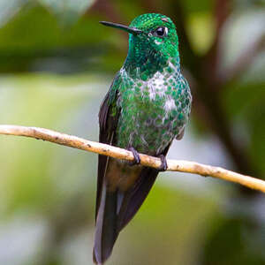 Colibri à sous-caudales rousses