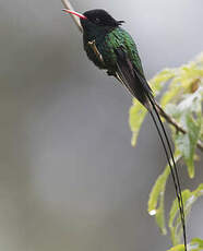 Colibri à tête noire