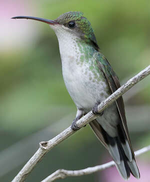 Colibri à tête noire