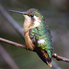 Colibri bourdon