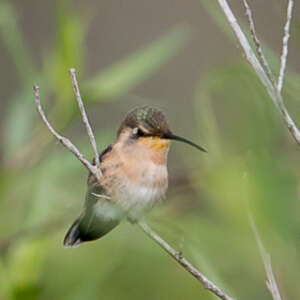 Colibri charmant