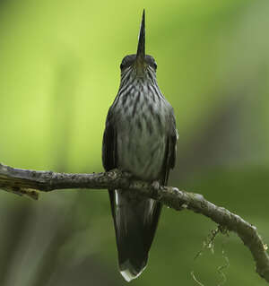 Colibri d'Équateur