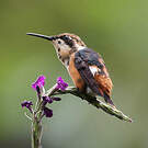 Colibri d'Héliodore