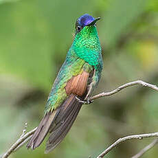 Colibri d'Oaxaca