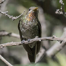 Colibri de Bourcier