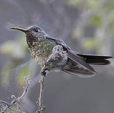 Colibri de Bourcier