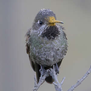 Colibri de Bourcier