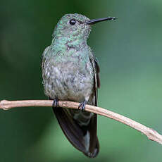 Colibri de Cuvier