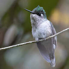 Colibri de Delalande