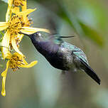 Colibri de Delalande