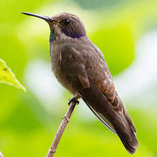 Colibri de Delphine