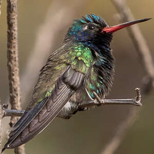 Colibri de Doubleday