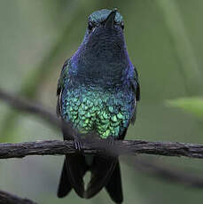 Colibri de Goudot