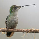 Colibri de la Talamanca