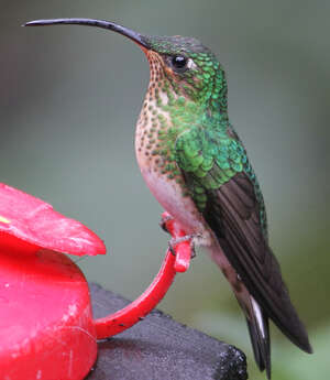 Colibri de Lafresnaye