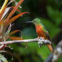 Colibri de Matthews