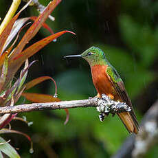 Colibri de Matthews