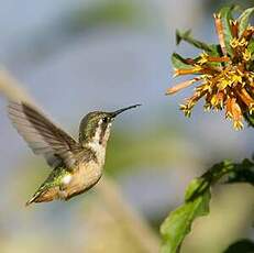 Colibri de Mulsant