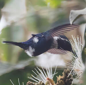 Colibri de Santa Marta