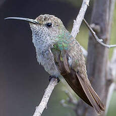 Colibri de Taczanowski