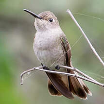 Colibri de Tumbes