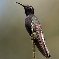 Colibri demi-deuil