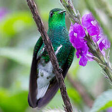 Colibri elvire