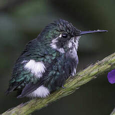 Colibri héliodore