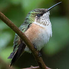 Colibri héloïse