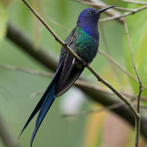 Colibri hirondelle