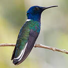 Colibri jacobin