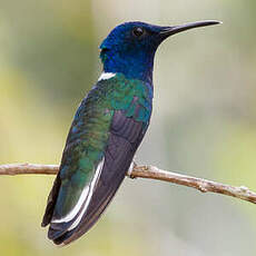 Colibri jacobin