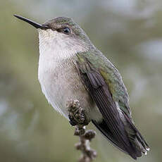 Colibri nain