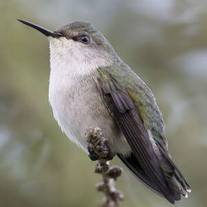 Colibri nain