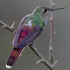 Colibri sapho