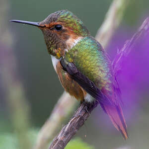 Colibri scintillant