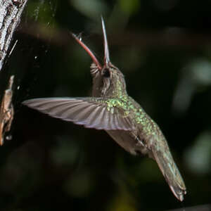 Colibri sombre