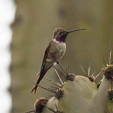 Colibri vesper