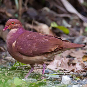 Colombe rouviolette