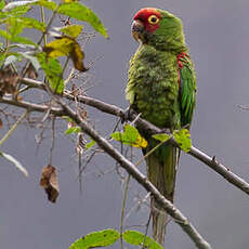 Conure à tête rouge