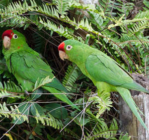 Conure de Finsch