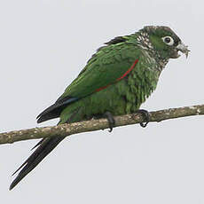 Conure de Souancé