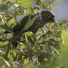 Conure de Souancé