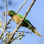 Conure naine