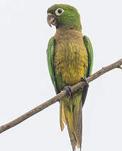 Conure naine