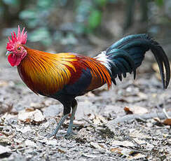 Coq bankiva