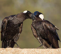 Corbeau corbivau