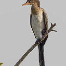 Cormoran africain