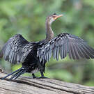 Cormoran africain