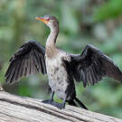 Cormoran africain